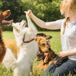 Distraction Proof Dog Training That Builds Reliability