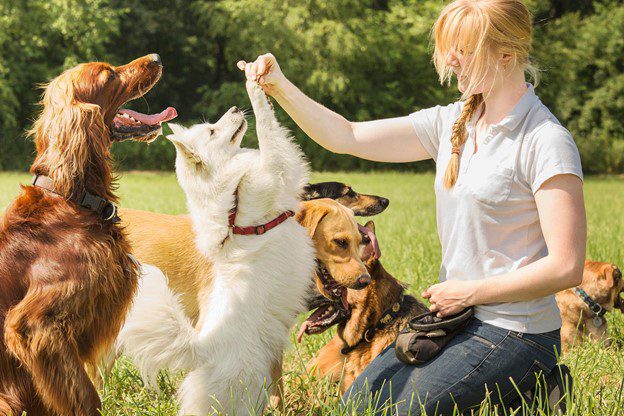 Distraction Proof Dog Training That Builds Reliability